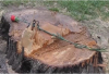 Бунт в Дупница заради отсечени от кмета дървета