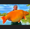 Англичанин улови една от най-големите златни рибки в света във френско езеро