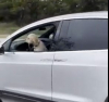 Заснеха куче на волана на Tesla в режим на автопилот