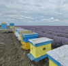 Цакат народа с евтин и некачествен украински мед, убиват целия отрасъл