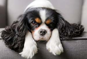 В Норвегия забраниха развъждането на кучета от порода Кавалер Кинг Чарлз шпаньол