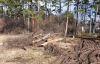 Съдът потвърди: 100 бона глоба за отсечените дървета в Борисовата градина