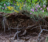 ЕС с първия по рода си закон за почвите
