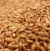 Япония през юли 2023 г. увеличи вноса на зърно от Русия с 5680%