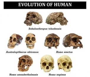 Колко вида ранни хора са обитавали Земята?