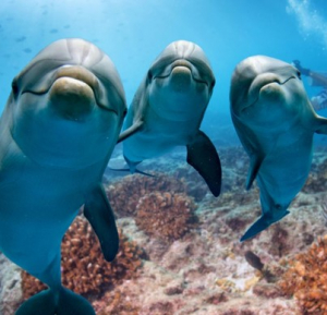 Каква е връзката между делфините и извънземните?