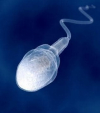 Дари сперматозоиди или особености на празничната благотворителност