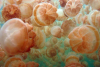 В уникалното езеро Медуза медузите умират