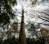 Учени: Предотвратяване изчезването на дървета или глобална еко-катастрофа