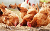 Производителите бият тъпана: Птичият грип фалира бранша