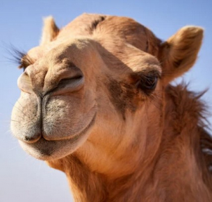 Всички се заливат от смях с този мръсен виц 18+ за войници и камила