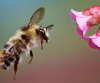 Кризата на климата води до увеличаване на по-малките пчели