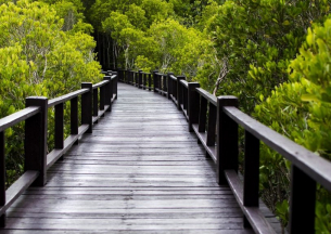 Мангровите гори се оказаха неочакван източник на метан