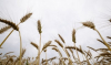 Румъния променя условията за внос на украинско зърно