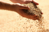 300 000 тона зърно са унищожени от Русия, заяви Украйна