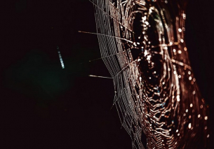 Най-голямата паяжина в света е открита в пещера между Албания и Гърция
