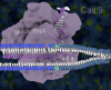 Техниката CRISPR-Cas9 може да доведе до мутации