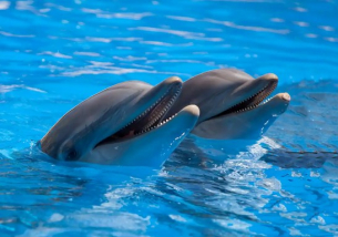 Защо делфините в Северния Атлантик живеят със седем години по-малко