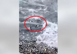 Паника! Опасни чудовища нападат плувци в морето край любим на българите гръцки остров