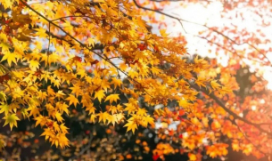 Времето днес, прогноза за четвъртък, 30 октомври: Остава слънчево, слаб вятър от юг