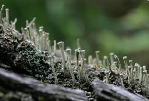 Спорите на мъха оцеляват 9 месеца в космически вакуум