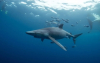 Акули край бреговете на Бразилия са дали положителна проба за кокаин
