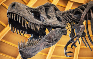 Продават на търг скелет на динозавър за 1,2 милиона долара