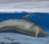 Древен кит от Перу може да е най-масивното животно, срещано някога на Земята