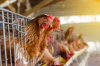 &quot;Фигаро&quot;: Украинските кокошки взривиха европейския пазар