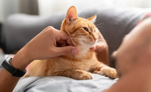 Котките също страдат от деменция