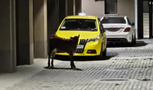 В Пазарджик са в ступор: Говедо щурмува сграда