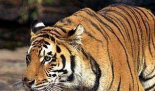 Тигър отвлече млада булка пред очите на майка й