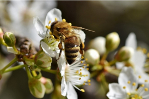 Невероятно видео показва как две пчели работят заедно, за да отворят бутилка с безалкохолно