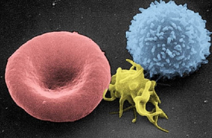 Имунни клетки-убийци са причината за екстремното дълголетие