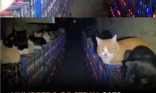 Милиони излетяха, след като 200 котки легнаха върху...