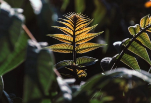 Китайски учени откриха редкоземни метали в растения