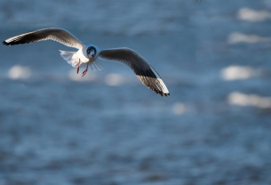 Универсален сигнал за тревога при птиците разкрива еволюцията на човешкия език