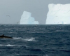 Голяма група южни китове, заснети в Антарктида, дават надежда за възстановяване