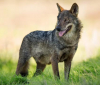 Обявиха  за изчезнали вълците в Андалусия