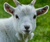 Мексико: Обвиниха шеф на зоологическа градина, че малки кози са били сготвени за парти