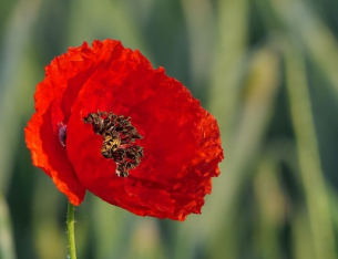 &quot;Макове сред асфалта&quot; – книга-шифър към близкото минало