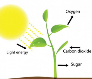 Откриха „обратна фотосинтеза“