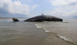 25-тонен кит бе изхвърлен на брега в Орегон