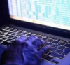 Хакери от RaHDit публикуваха данни на офицери от НАТО, воюващи срещу Русия в киберпространството