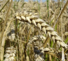 Как тази страна се превърна в ключов износител на пшеница?