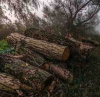 Polsat: В Полша зачестиха кражбите на дървесина, по-добре глоба, отколкото студ
