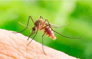 Учените установиха кои цветове привличат комарите