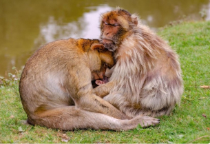 Целувките не са човешко „изобретение“