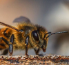 Пчели решават пъзели, докато се учат взаимно една от друга
