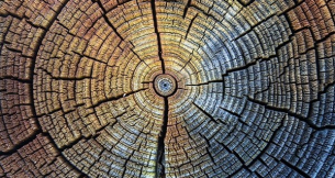 Дървесните пръстени разкриват аномални промени в климата